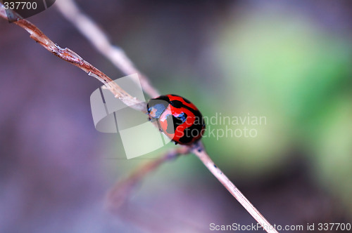 Image of Climbing ladybird along a plant stem