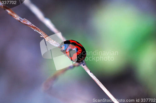 Image of Climbing ladybird along a plant stem