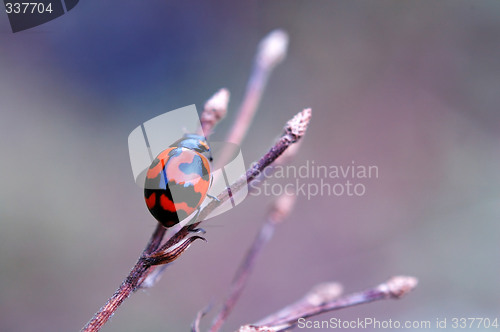 Image of Ladybird with dry stalk