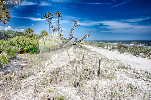 Image of hunting island beach scenes 