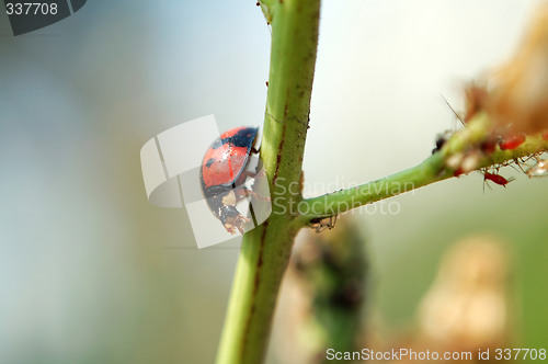 Image of Ladybird walking on stem of plant