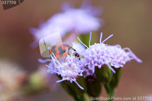 Image of Ladybird eating petal of purple flower