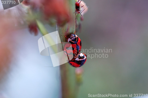 Image of The mating ladybirds