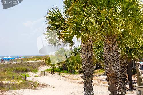 Image of palm trees in georgia state usa