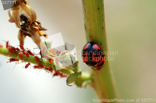 Image of Mating ladybirds and red aphids