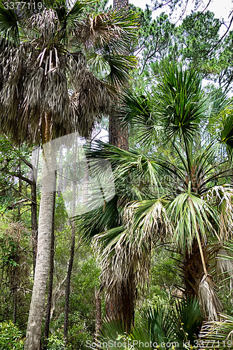 Image of hunting island beach scenes 