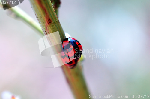 Image of Romantic scene of mating ladybirds