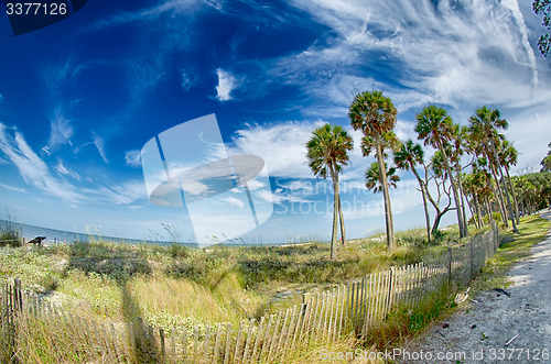 Image of beach scenes at hunting island south carolina