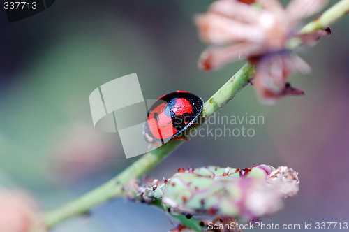 Image of Ladybird walking on stem of compositae plant