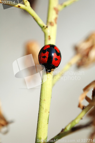 Image of A ladybird walking along a stem