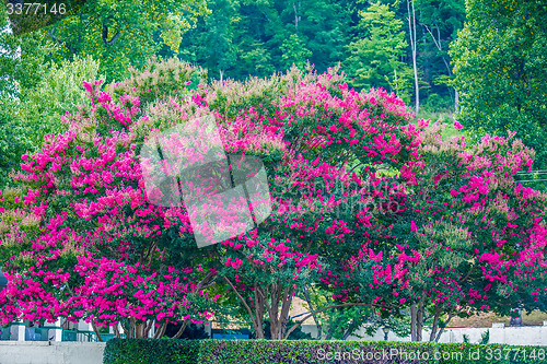 Image of scenery around lake lure north carolina