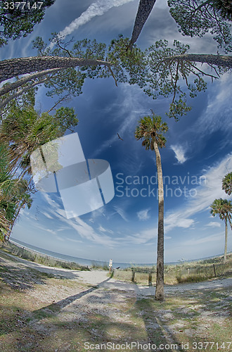 Image of beach scenes at hunting island south carolina