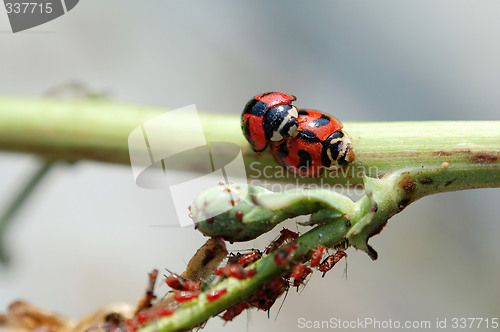 Image of Ladybirds mating besides aphids