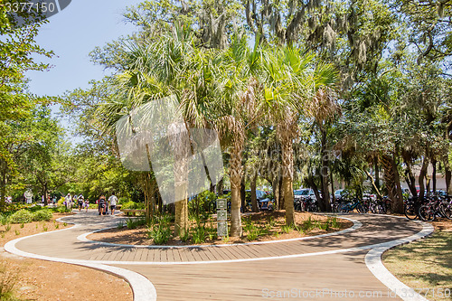 Image of palm trees in georgia state usa