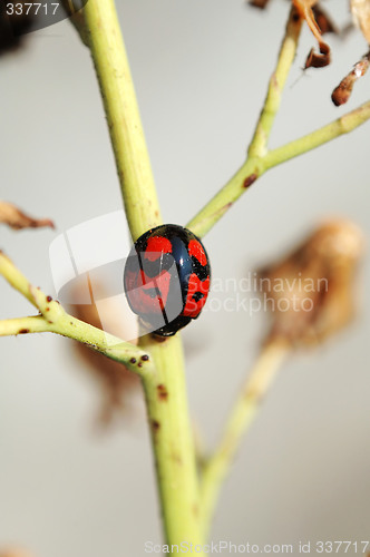 Image of Ladybug on stem of compsitae
