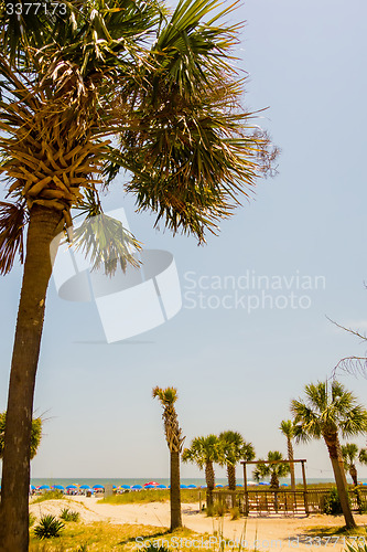 Image of palm trees in georgia state usa