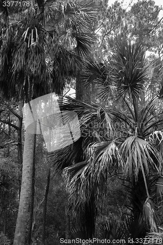 Image of hunting island beach scenes 