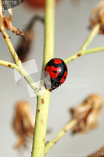 Image of Ladybug on stem of plant