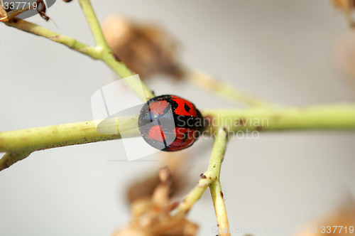 Image of Ladybird and stem