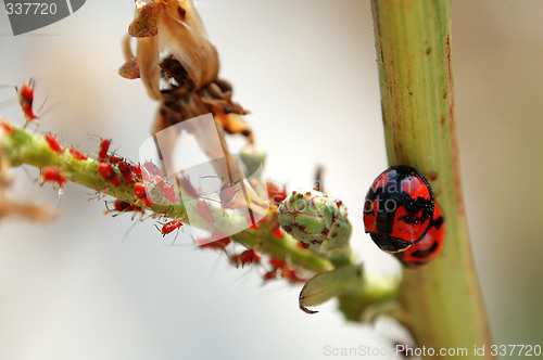 Image of Scene of ladybird and aphids