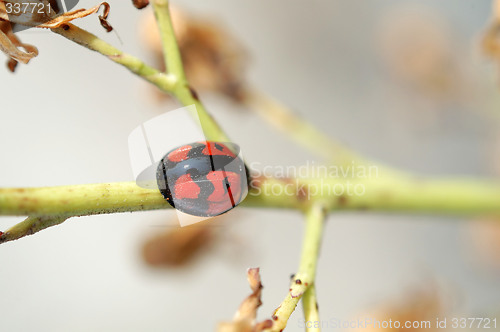 Image of Ladybug climbing along a stem of compositae