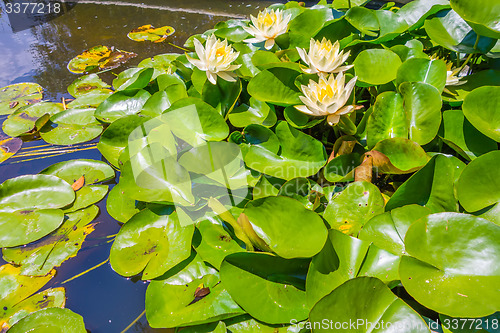 Image of Water lily in pool of water