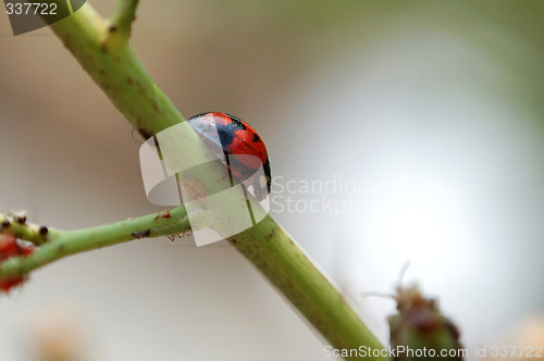 Image of A climbing ladybird