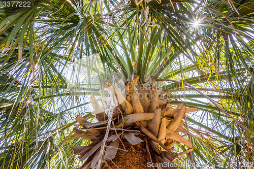 Image of palm trees in georgia state usa