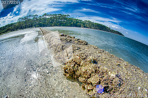 Image of beach scenes at hunting island south carolina