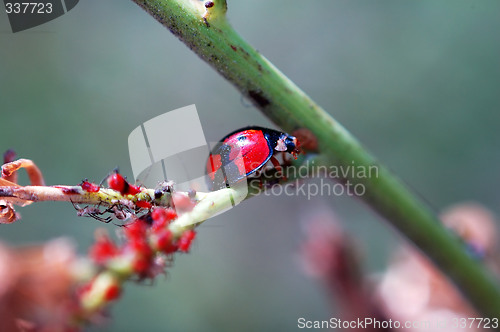 Image of Ladybird staying with red aphids