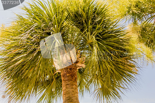 Image of palm trees in georgia state usa