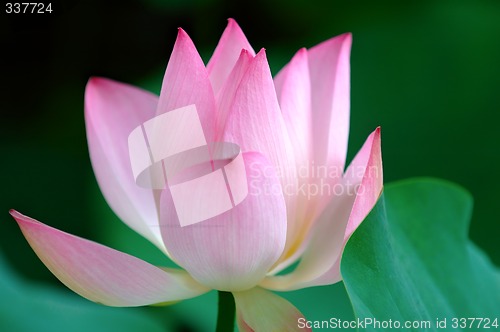 Image of Blooming flower