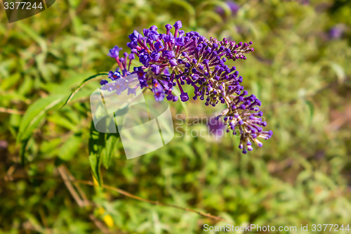 Image of Buddleia butterfly bush a genus of over one hundred species flow