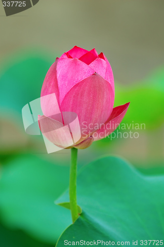 Image of Sigle flower