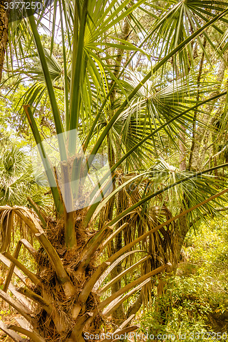 Image of hunting island beach scenes 