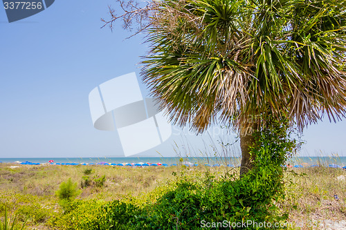 Image of palm trees in georgia state usa