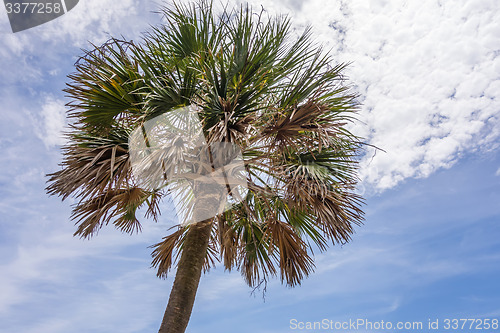 Image of hunting island beach scenes 