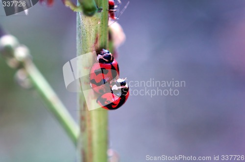 Image of Ladybirds mating beside a aphid