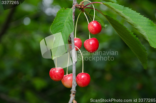 Image of Red ripe cherry berries