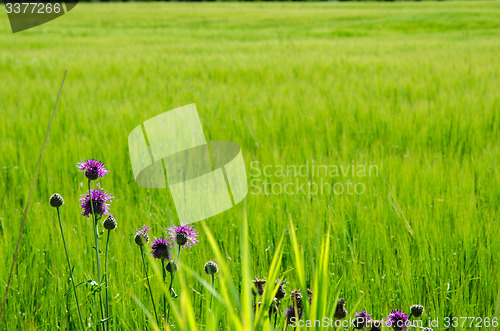 Image of Violet flowers at a green field