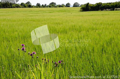 Image of Green rural field