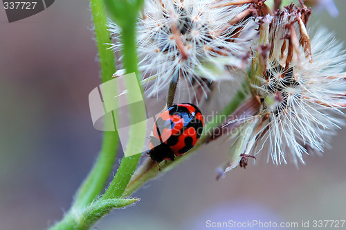 Image of Ladybird and weeds