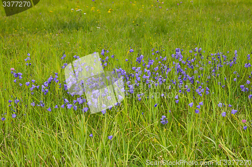 Image of Group of bellflowers