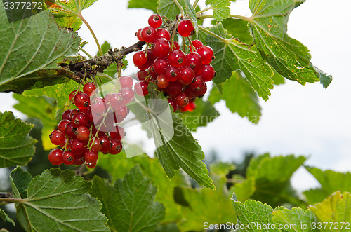 Image of Fresh red currants