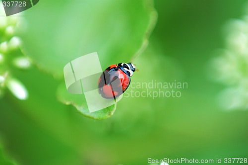Image of Ladybird on leaf