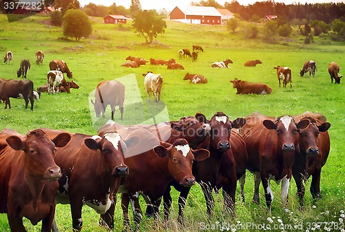 Image of Herd of cows at summer green field