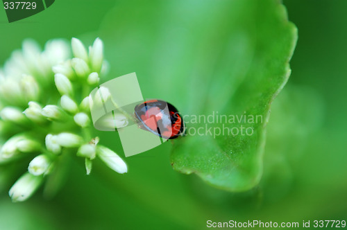 Image of Ladybird and white flowers