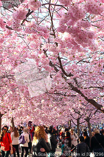 Image of  Blossoming cherry trees in central Stockholm a sunny spring day