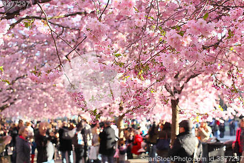 Image of  Blossoming cherry trees in central Stockholm a sunny spring day
