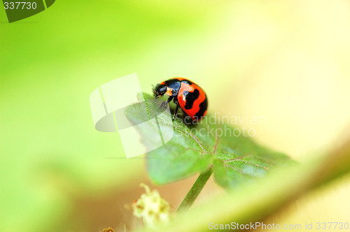 Image of Ladybird on a leaf